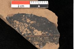 Foto (Detailsansicht) von Quercus palaeoilex Ettingshausen (NHMW-GEO-2024-0188-0931)